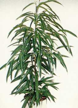 بنجامین آمستل